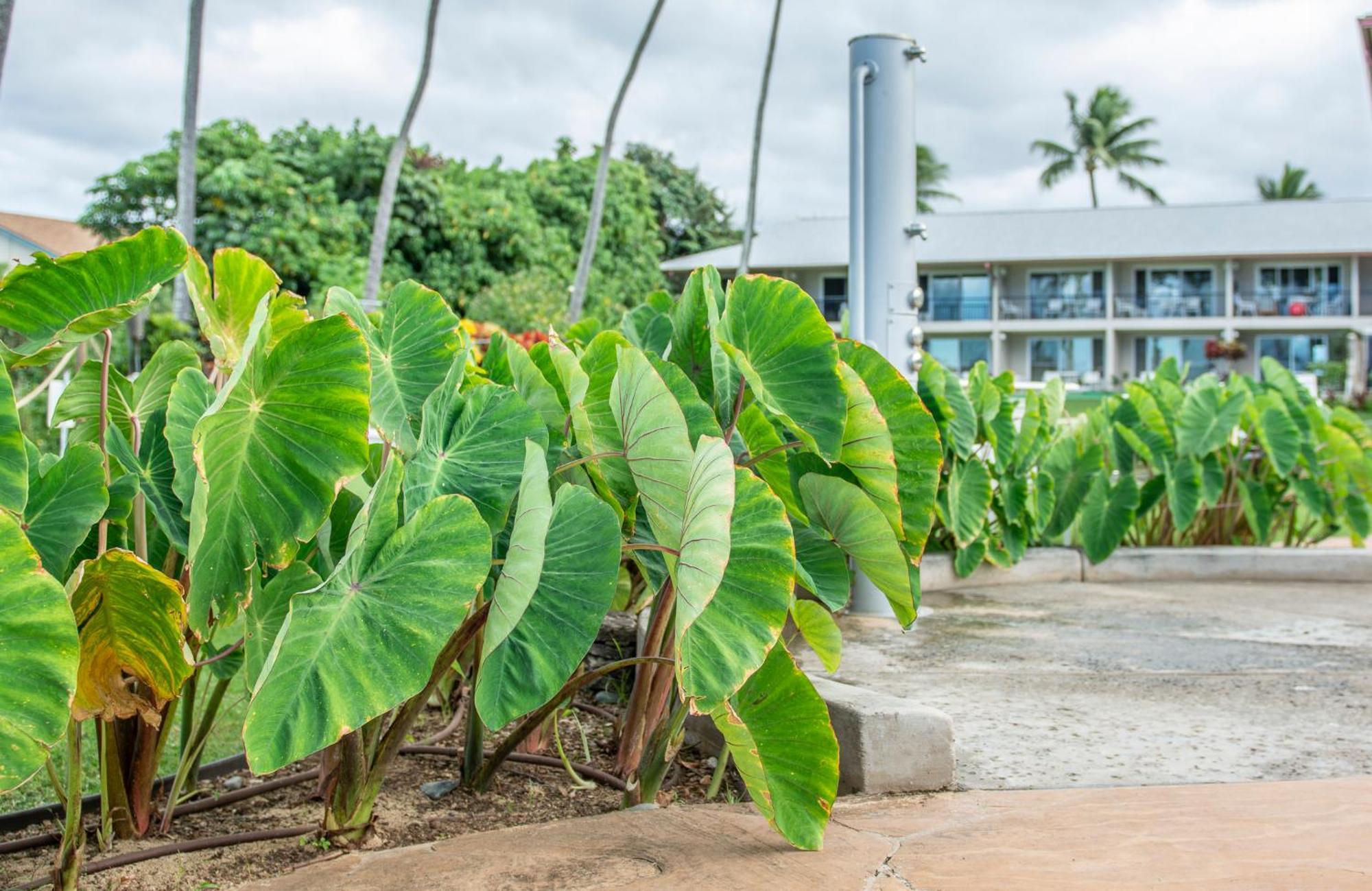 Napili Surf Beach Resort By Castle Kapalua Exterior photo